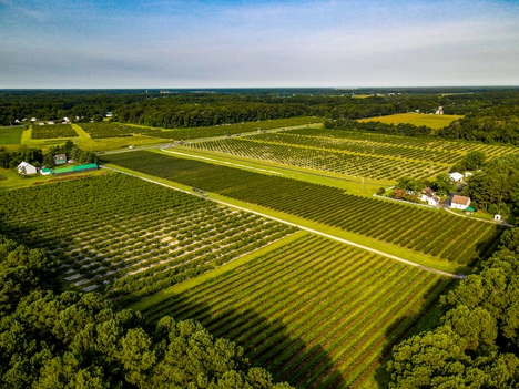 An aerial shot of the historic 250 acre Bennett Farmstead where the famous Bennett Peaches and Bennett Blueberries are grown. The Bennett Family is proud to be sixth generation growers of Delmarva's Finest Peaches & Blueberries. They are also proud to sell only what they grow. 